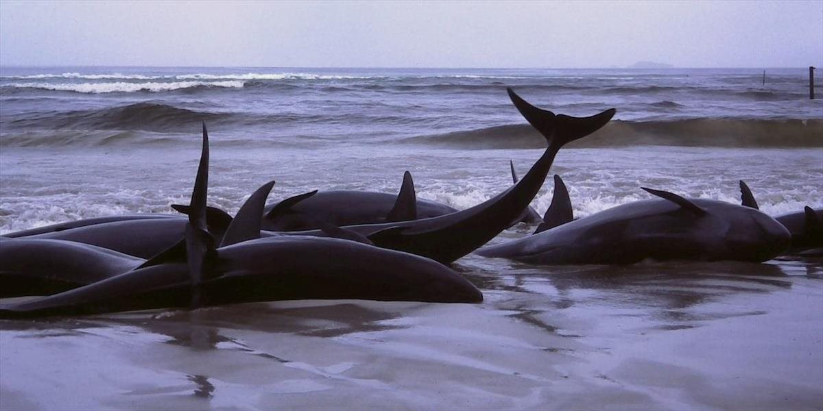 Vedci objavili v zátoke v Patagónii vyše 300 uhynutých veľrýb
