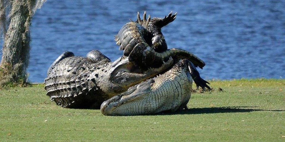 FOTO Súboj aligátorov na floridskom golfovom ihrisku