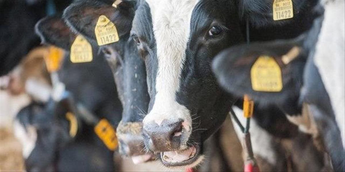 Vedci v USA experimentujú s vývojom kráv, ktoré by produkovali menej metánu