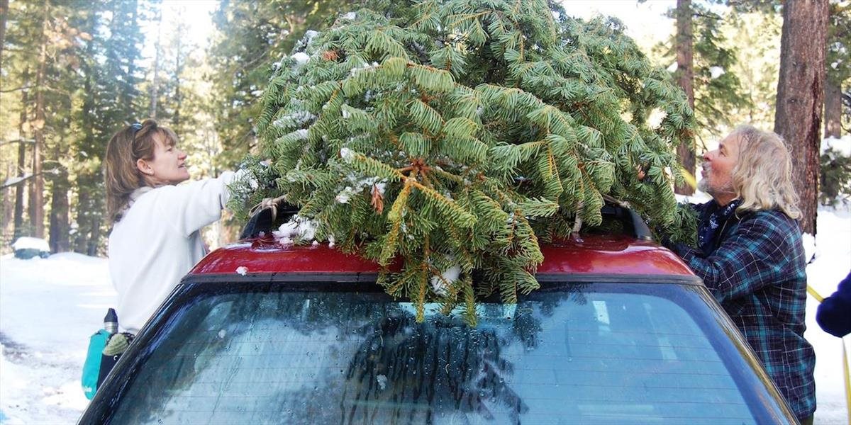 Prevážanie vianočného stromčeka autom má svoje pravidlá