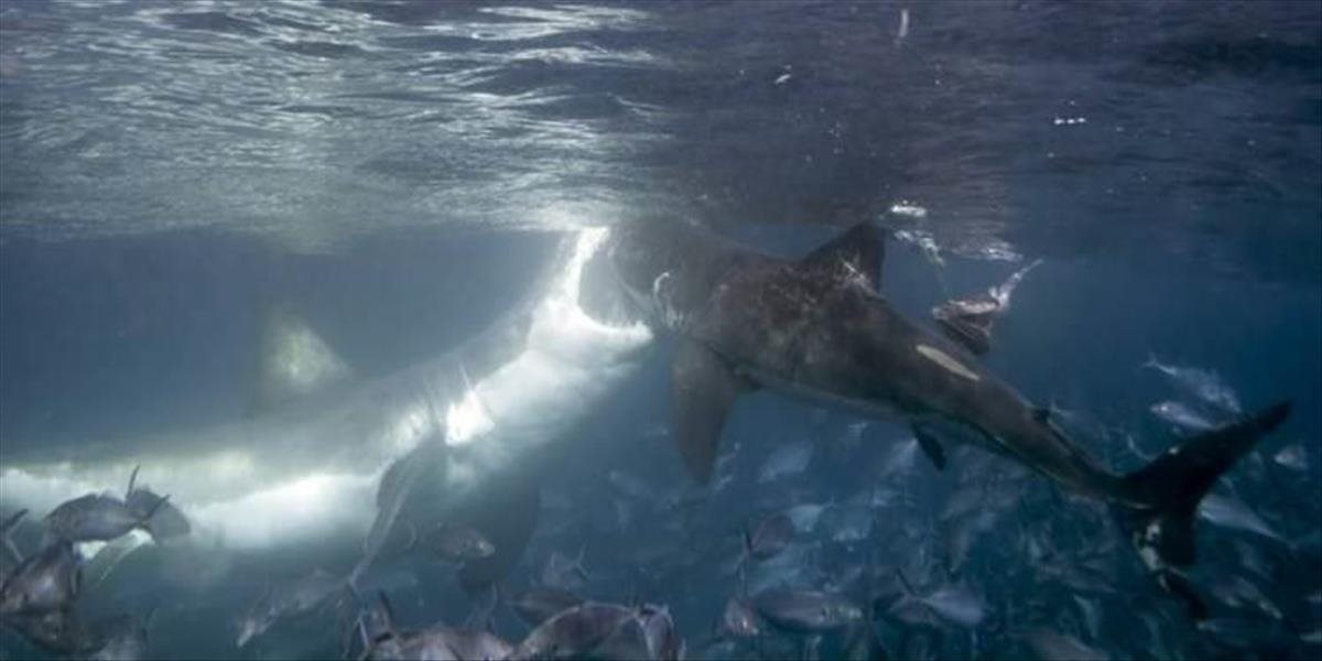 VIDEO Ojedinelý útok: Obrovský žralok biely zaútočil na menšieho