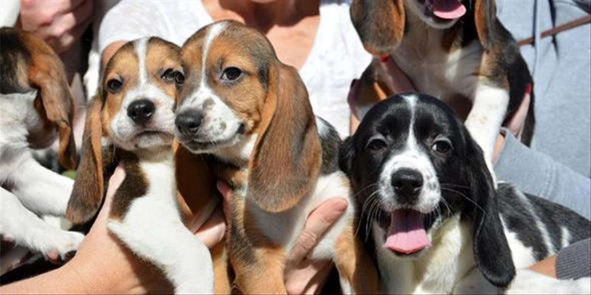 FOTO a VIDEO V USA priviedli na svet prvé šteniatka zo skúmavky, už majú päť mesiacov