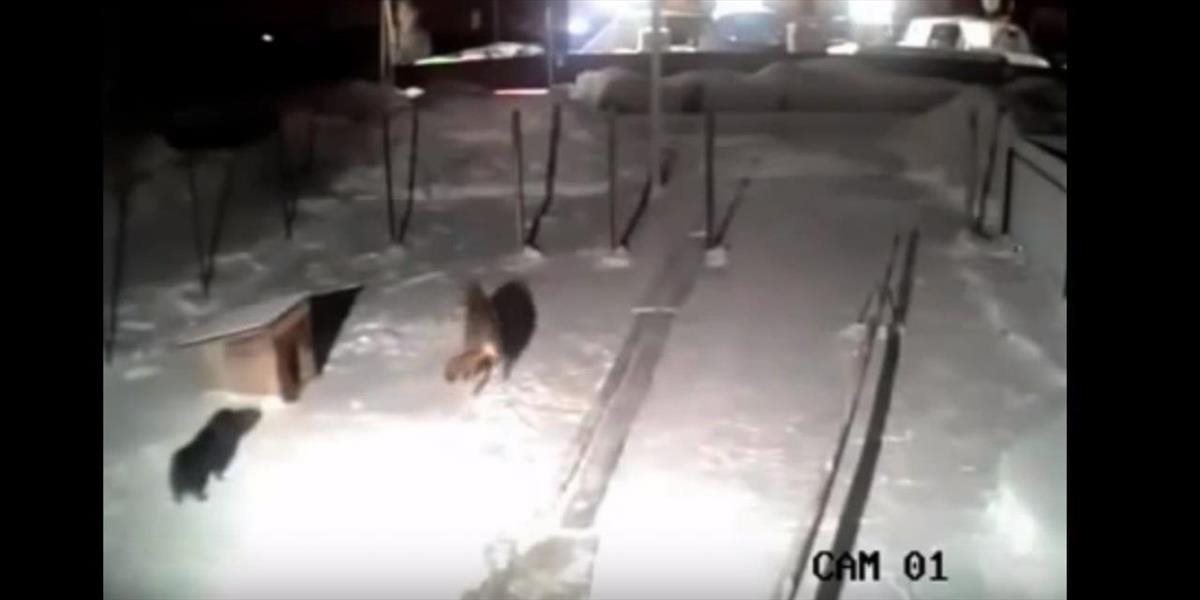 VIDEO Vyzeralo to ako zvieracia hra: Potom si odniesol vlk psa aj s reťazou!