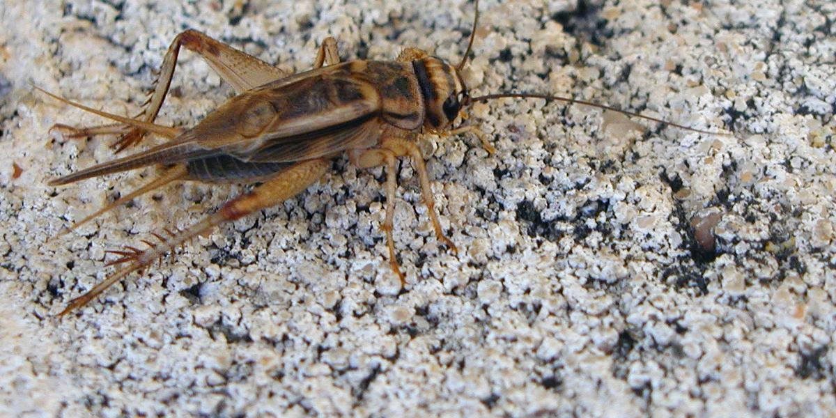 Cvrlikanie pomáha samcom niektorých druhov svrčkov nájsť samičky