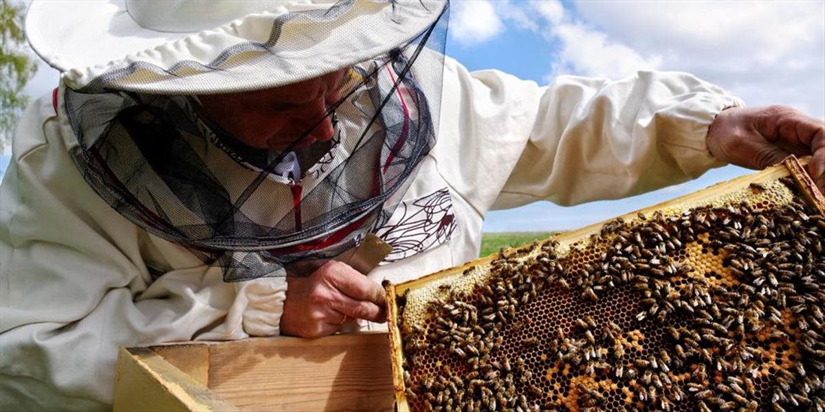 Slovenskí včelári označujú rok 2015 za úspešný