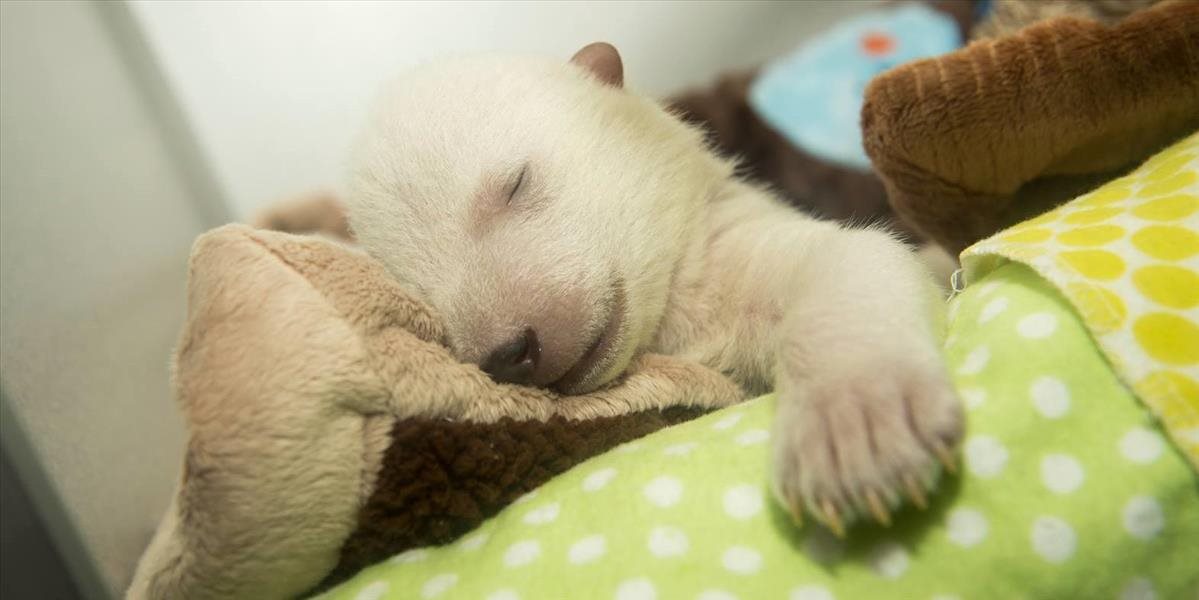 VIDEO a FOTO Rozkošné mláďa polárneho medveďa a jeho divoký sen