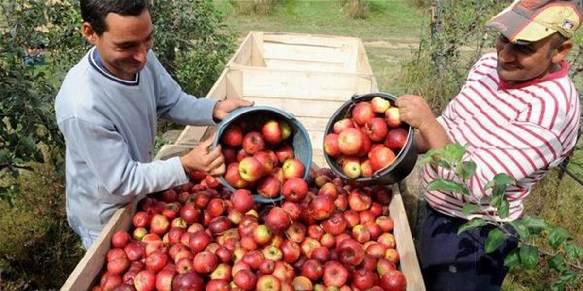 SPPK: Pestovatelia majú záujem znižovať množstvo pesticídov v jablkách