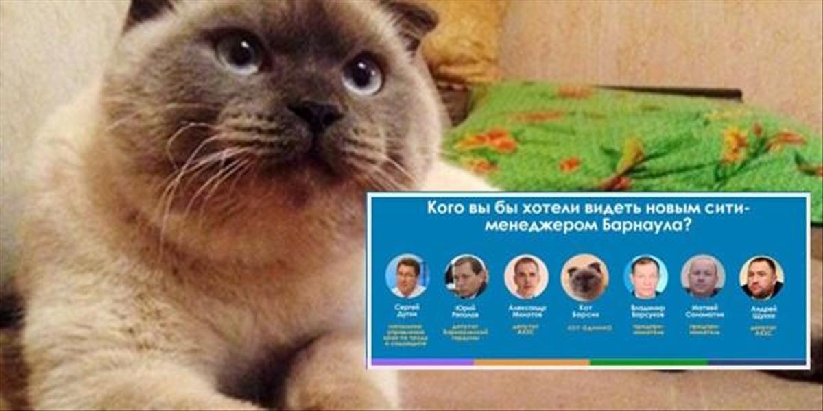 Tento kocúr kandiduje na starostu ruského mesta: Získal až 97 % hlasov!