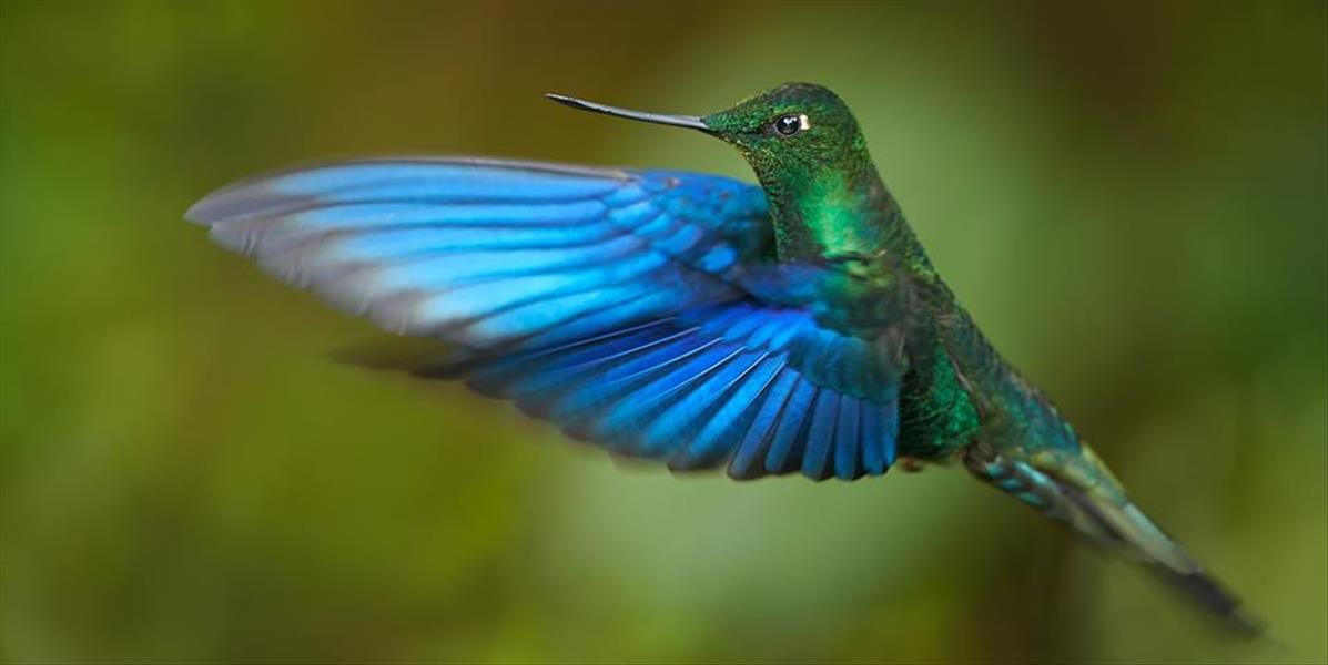 Vedci zistili, ako sa kolibríky chránia pred prehriatím