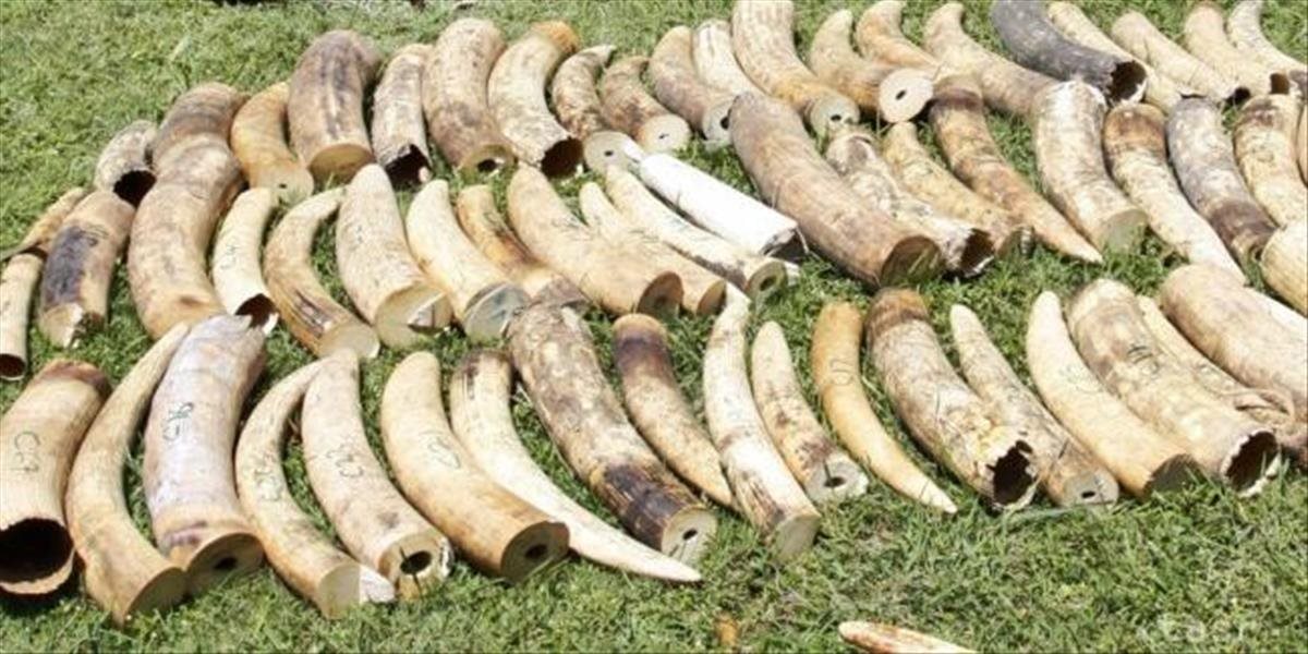 Vietnamskí colníci našli  medzi vrecami s fazuľou viac ako dve tony slonoviny