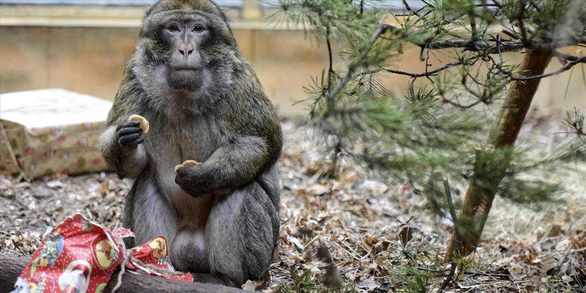TOP: V košickej zoo zvieratá rozbaľovali vianočné darčeky s dobrotami
