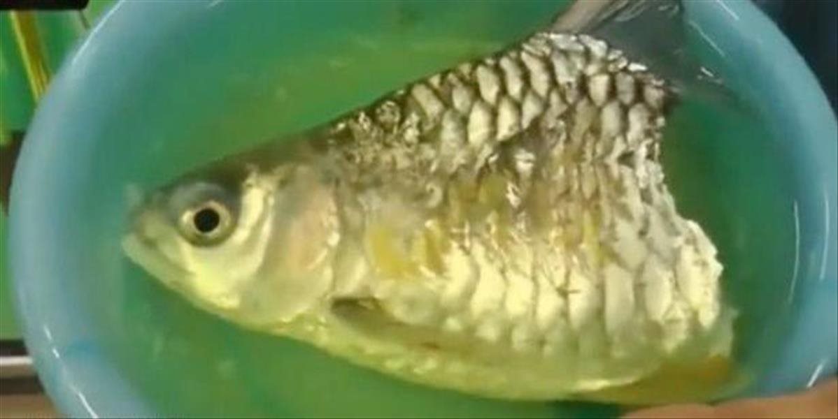 VIDEO Ryba v obchode prežila bez polovice tela, muž jej dal nový domov