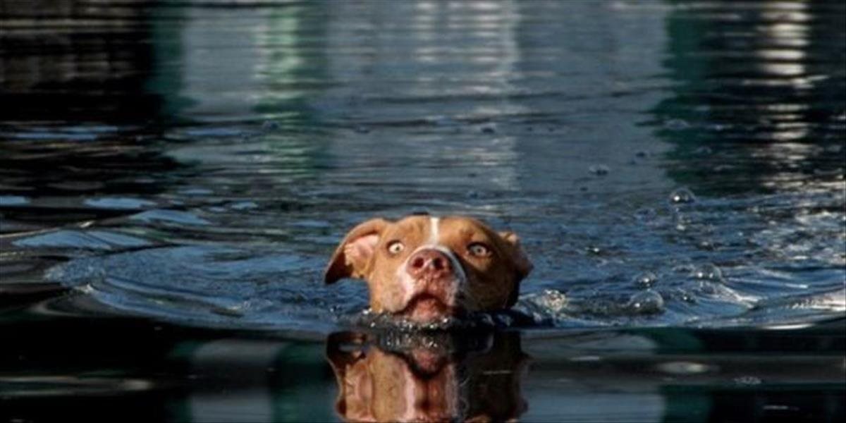 Zo zaplavených austrálskych oblastí evakuovali desiatky psov, útočia na nich krokodíly