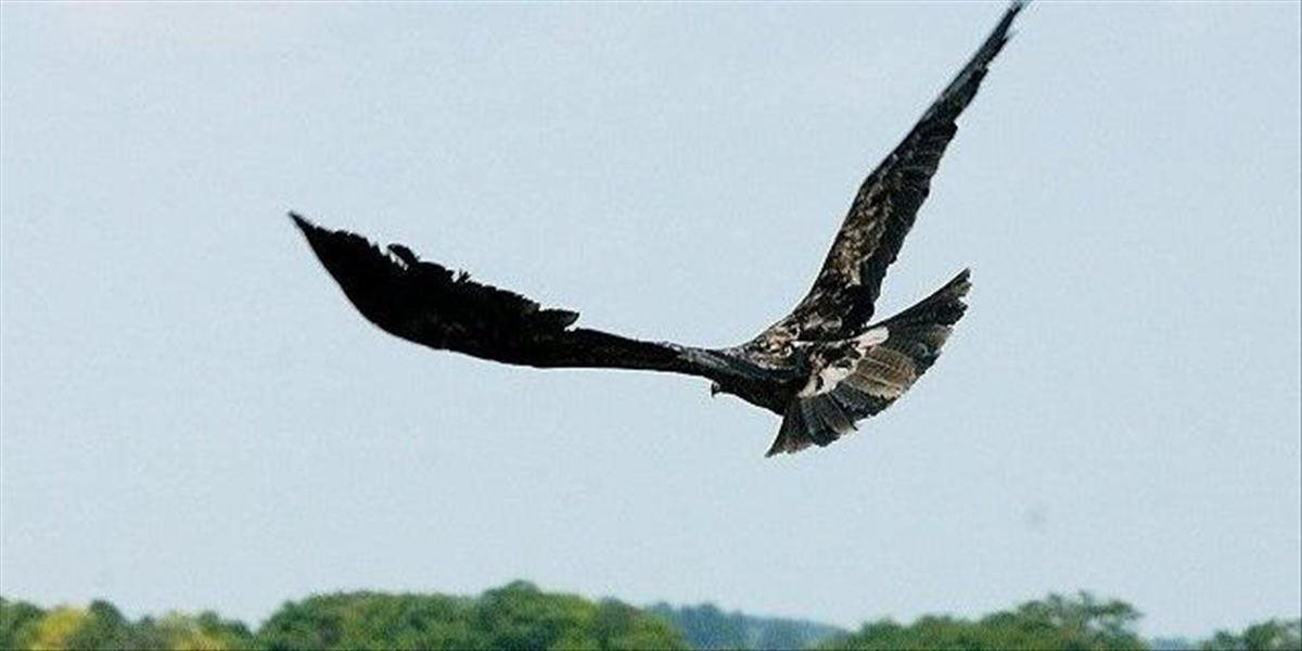 Orlica Anička sa po dlhých šiestich týždňoch ozvala z Mozambiku