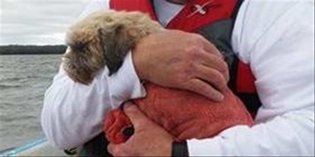 Dojemný príbeh: Muž sa vzdal zárobku, aby zachránil zúfalého psíka