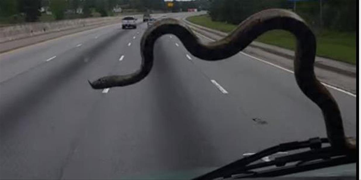VIDEO Desivá jazda: Šoférke sa na diaľnici po čelnom skle plazil dlhý had