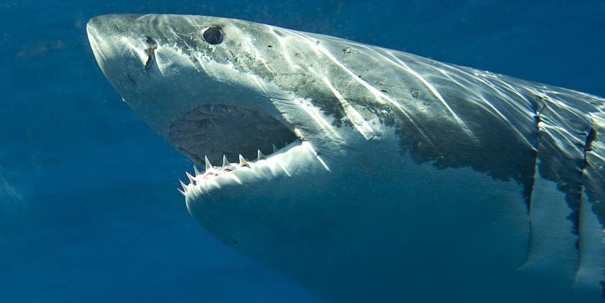 Žralok zaútočil na rybára v obľúbenom turistickom letovisku v Austrálii