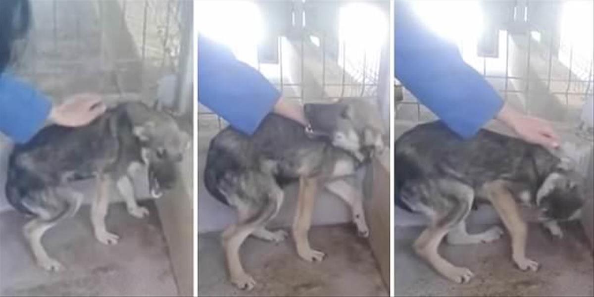 Dojemné VIDEO o tom, ako sa zachoval dlhodobo týraný psík, keď mu prvýkrát niekto prejavil náklonnosť