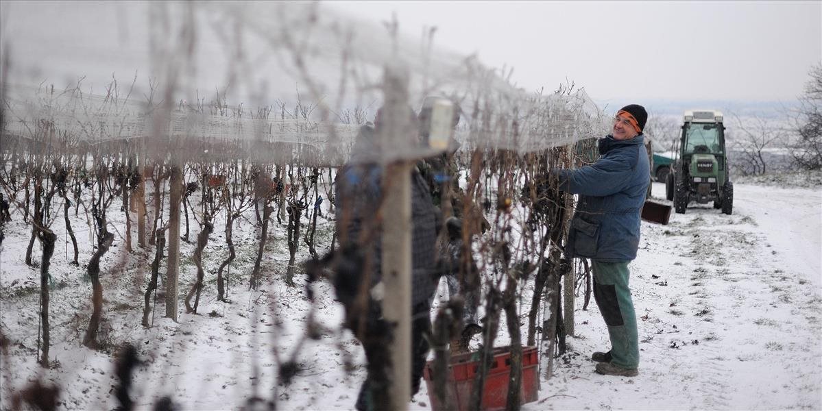 Nízke teploty prajú vinohradníkom, začal sa zber hrozna na ľadové víno