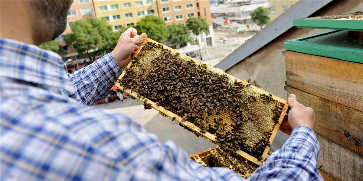 Slovenskí včelári sa po rokoch dočkali lepšej sezóny, medu má byť dosť