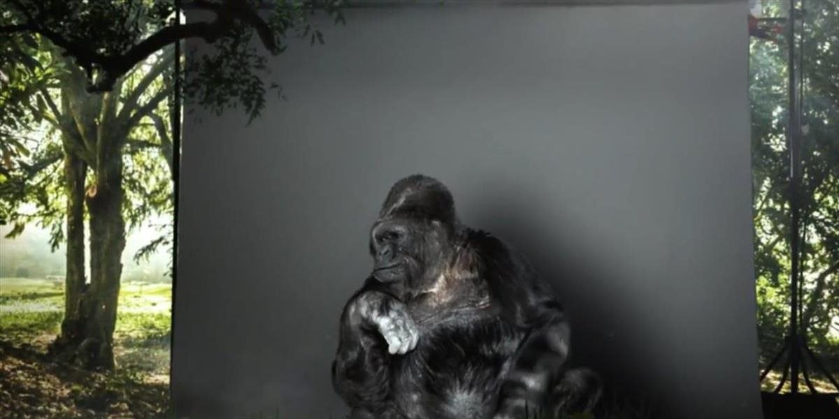 Gorila sa prihovorila ľuďom: Toto VIDEO vás donúti sa zamyslieť