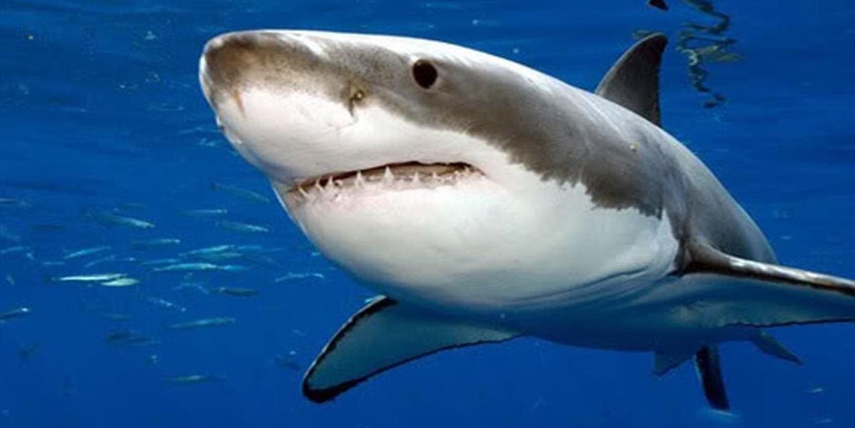 Žralok modrý ktorého nechtiac odchytili v Japonsku po necelých troch dňoch v zajatí uhynul