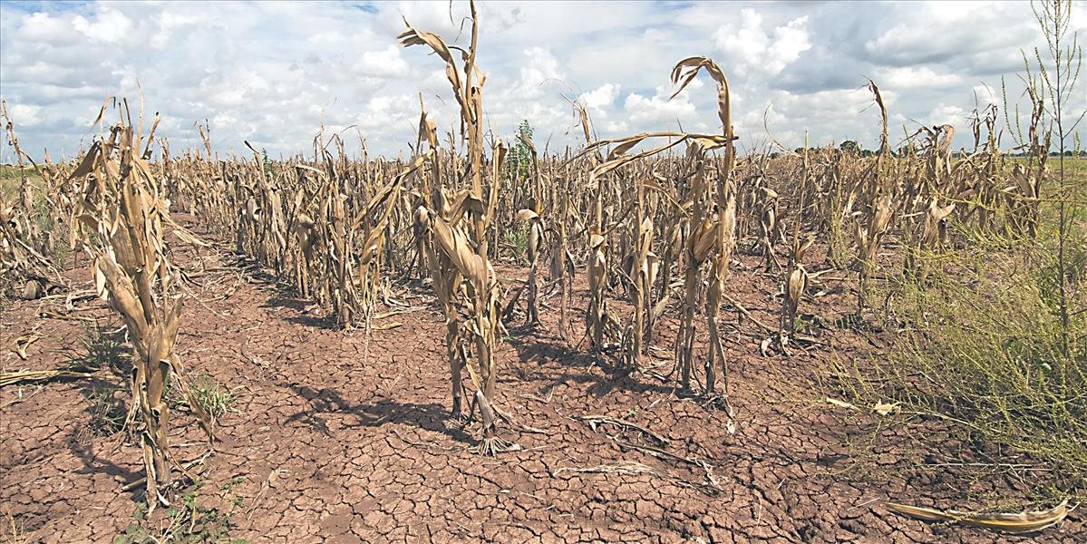 Zimbabwe sužujú dôsledky dlhtrvajúceho sucha, uhynuli už stovky kusov dobytka