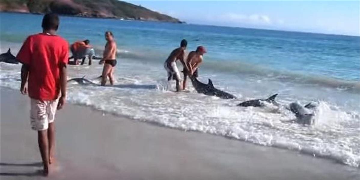Pri južnom pobreží Indie uviazli desiatky delfínov, štyri zvieratá už zahynuli