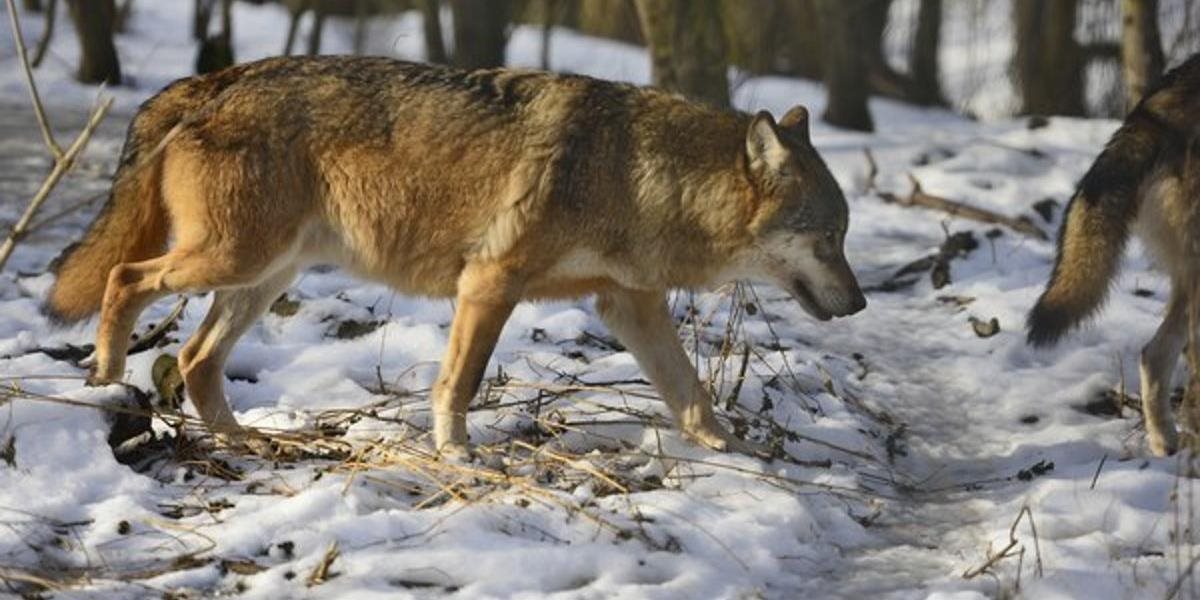 Tento rok ulovili desiatky vlkov, podmienky na lov sa majú priškrcovať