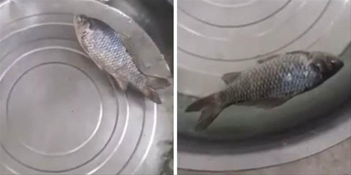 Neuveriteľné VIDEO: Muž položil zamrznutú rybu do vody, tá ožila
