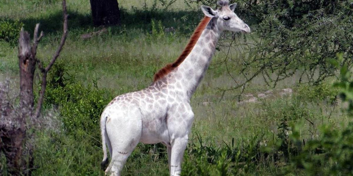 FOTO V Tanzánii objavili bielu žirafu, jedinú na svete