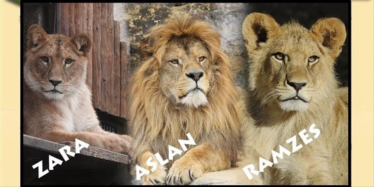 Trojica levov z bojnickej zoologickej záhrady oslávi svoje narodeniny