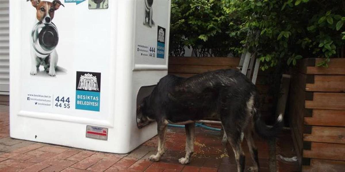 FOTO a VIDEO Automaty v Istanbule kŕmia túlavé zvieratá, výmenou za recykláciu fliaš