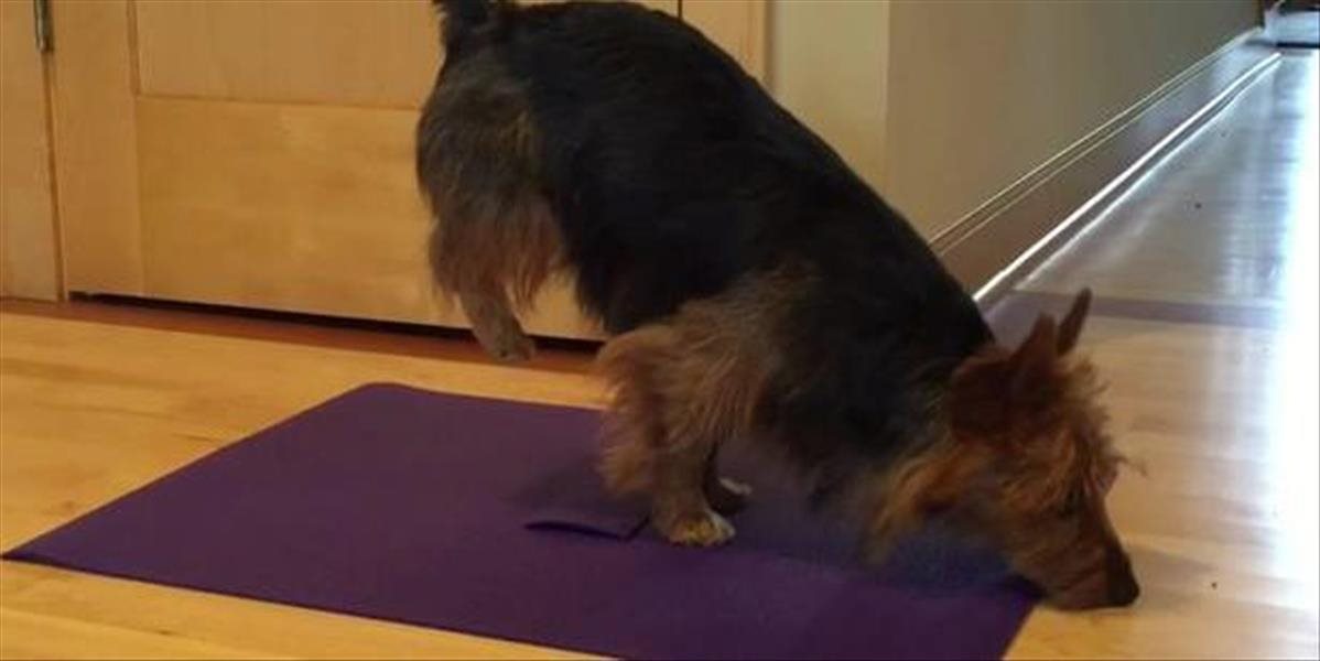 VIDEO Aj pes sa rád uvoľní pri cvičení jogy