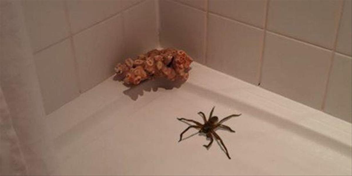Obrovský pavúk vydesil muža, keď sa chcel ísť osprchovať