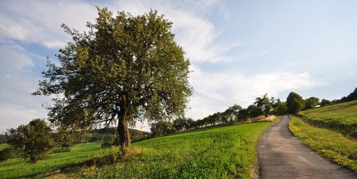 Európania hlasujú za Európsky strom roka 2016, v hre je aj strom zo Slovenska