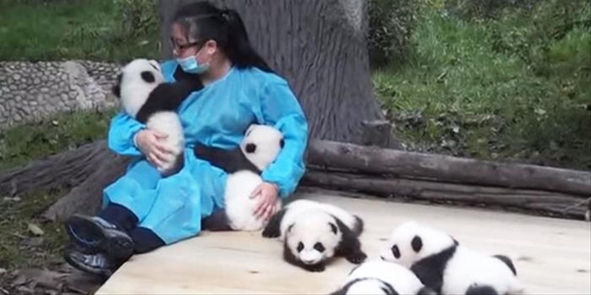 VIDEO Najlepší džob na svete:  Objíma "len" malé pandy a zarába 30-tisíc eur ročne