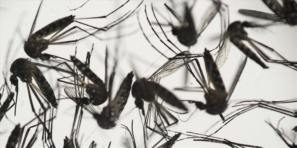WHO kvôli vírusu zika vyhlásila celosvetový stav núdze