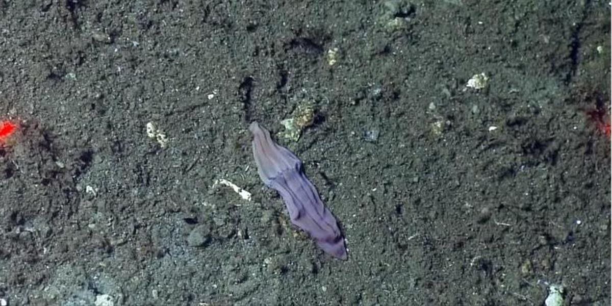 VIDEO Vedci rozlúštili záhadu morského živočícha pripomínajúceho ponožku