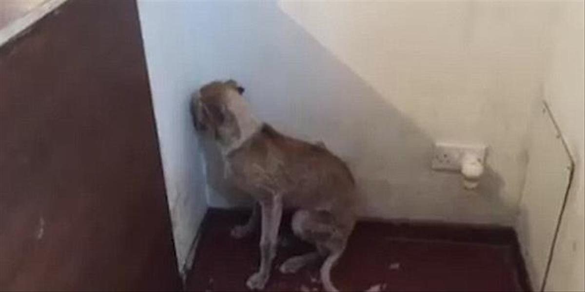 VIDEO Zo správania tohto psíka puká srdce