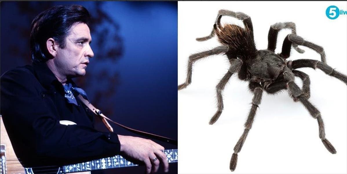 Nový druh tarantule pomenovali po hudobníkovi Johnnym Cashovi