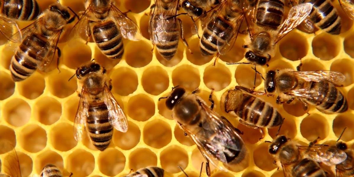 Britskí vedci: Za rozšírenie nákazy u včiel môžu ľudia