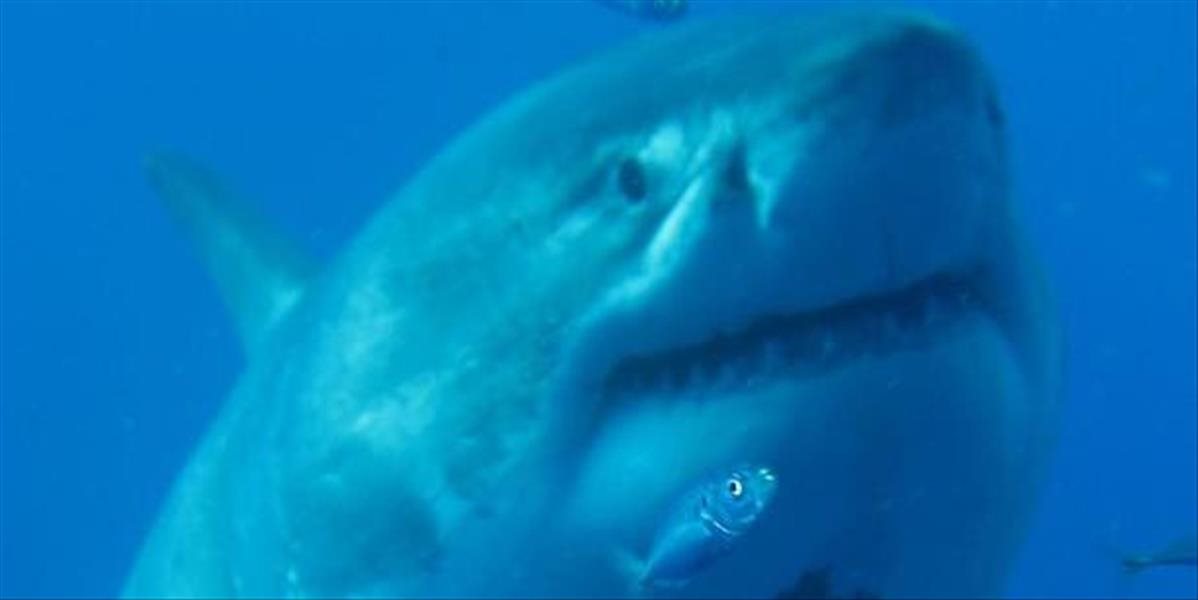 VIDEO Potápači boli vo vode s najväčším žralokom bielym, má okolo 50 rokov