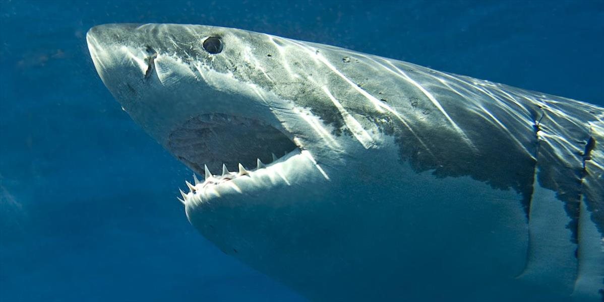 Vlani došlo vo svete k rekordnému počtu 98 žraločích útokov