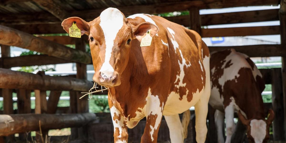 Policajti vypátrali mužov, ktorý zabili jalovicu, hrozí im rok za mrežami