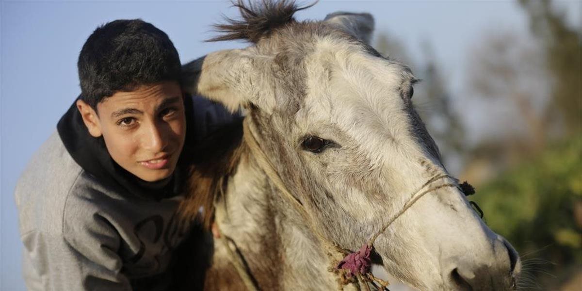 Domestikované kone dokážu rozpoznať ľudské emócie