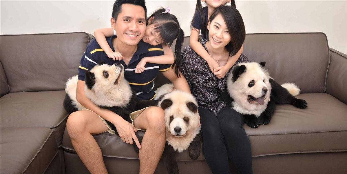 VIDEO V Číne sa rozrastá nový trend: Myslíte si, že vidíte malé pandy?