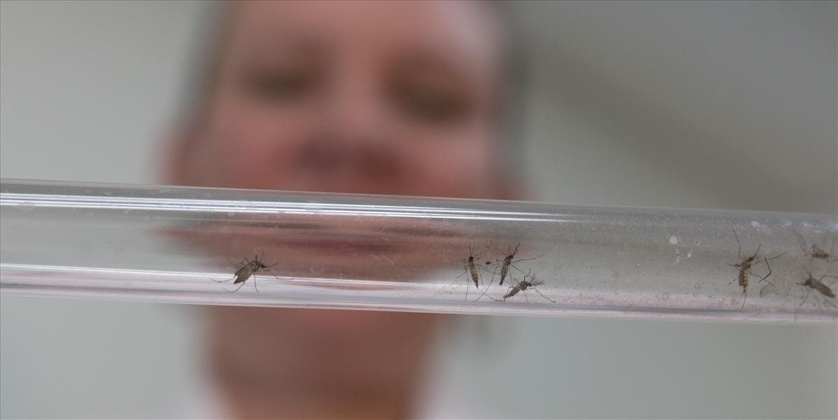 WHO: Klinické testy vakcíny proti vírusu zika budú možné najskôr o 18 mesiacov