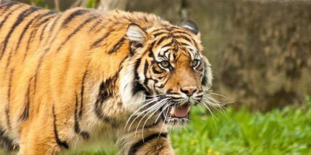 Holandského turistu v Nepále napadol tiger: Zrazu som počul rev a vrčanie, rútil sa priamo na nás
