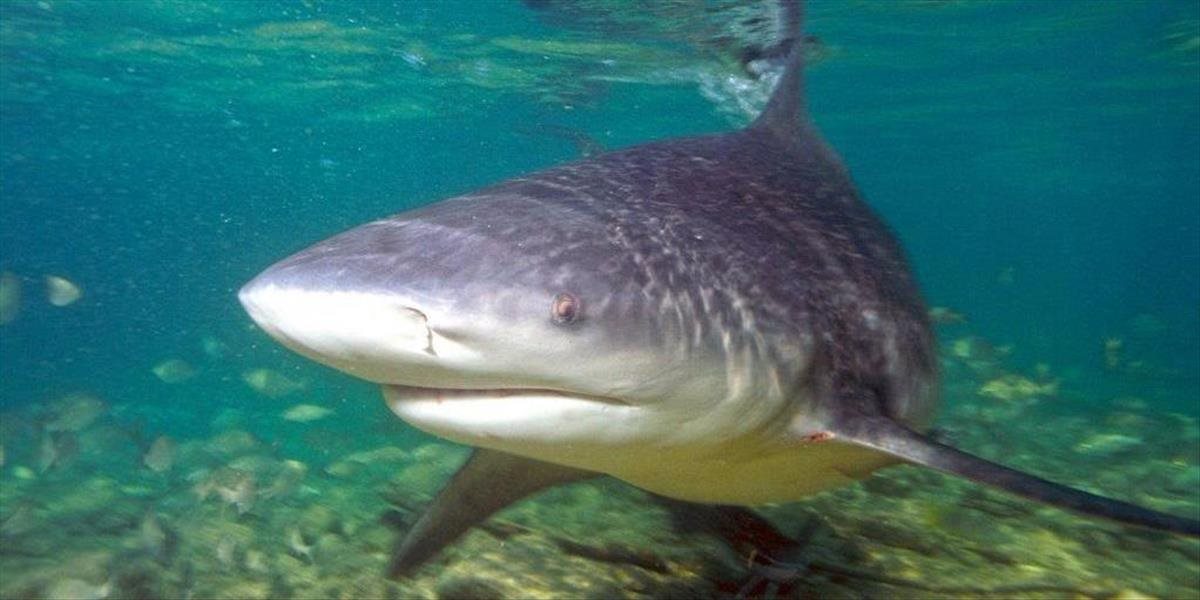 Na pláži Bondi v Sydney nainštalovali systém na zisťovanie žralokov